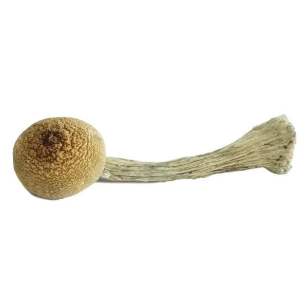 Colombian magic mushrooms