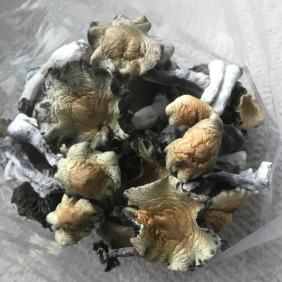Cubensis B Mushrooms bag