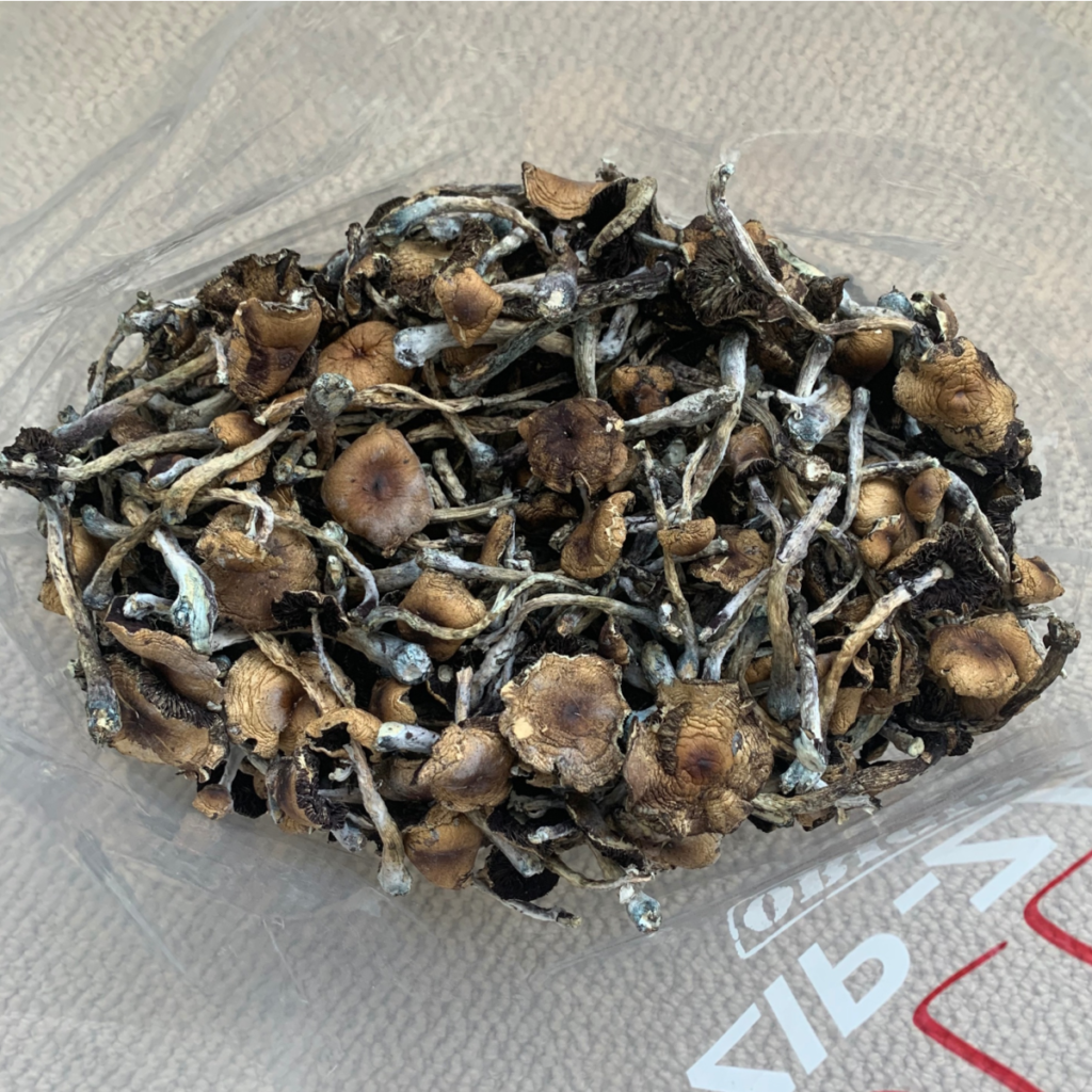 White Rabbit Mushrooms - Shrooms and Edibles