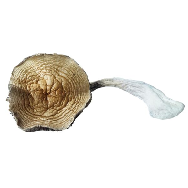 Koh Samui mushrooms