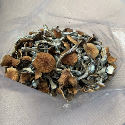 Mexican Mushrooms