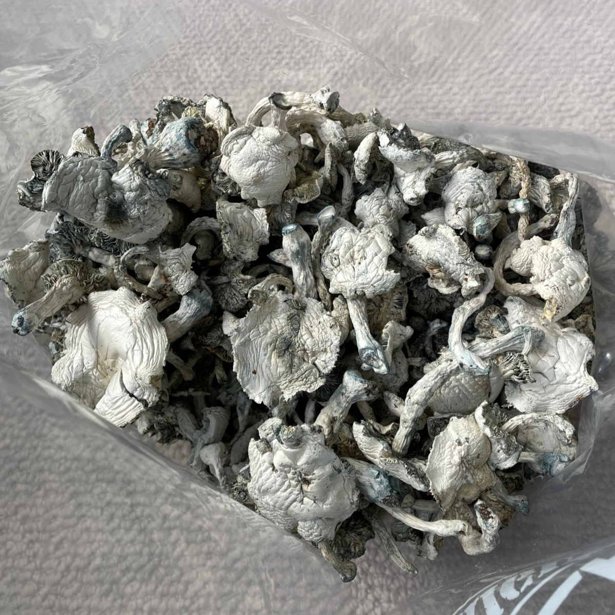 Great White Monster Mushrooms Bag 2