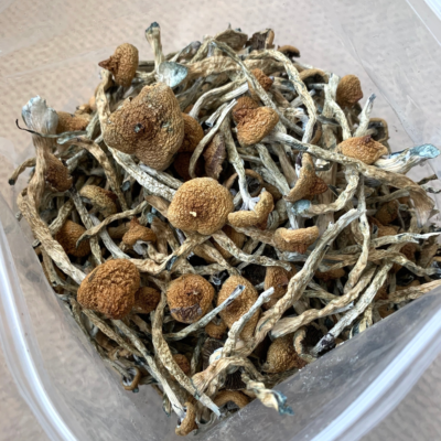 Blue Meanie Mushrooms - Shrooms and Edibles