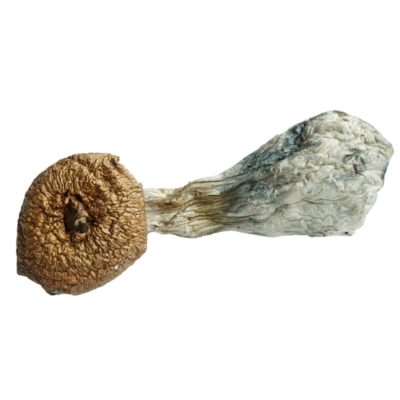 Golden Mammoth Mushrooms