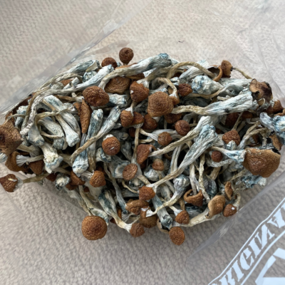 Golden Teacher Mushrooms Bag 4