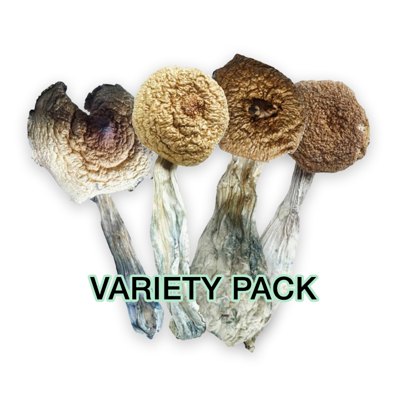 Premium Variety Pack