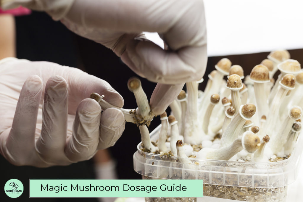 Magic Mushroom Dosage Guide