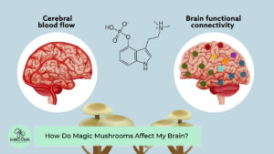 How Do Magic Mushrooms Affect My Brain