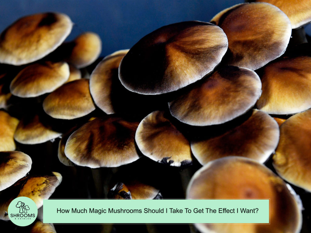 How Much Magic Mushrooms Should I Take To Get The Effect I Want