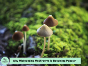 Why Microdosing Mushrooms is Becoming Popular