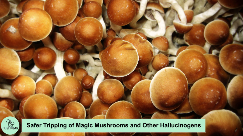 Safer Tripping Of Magic Mushrooms And Other Hallucinogens