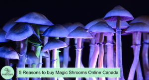 5 Reasons To Buy Magic Shrooms Online Canada