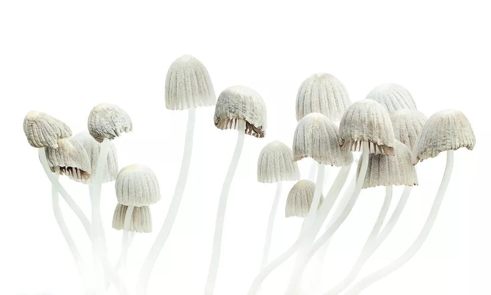 8 Odd Facts About ‘Magic’ Mushrooms