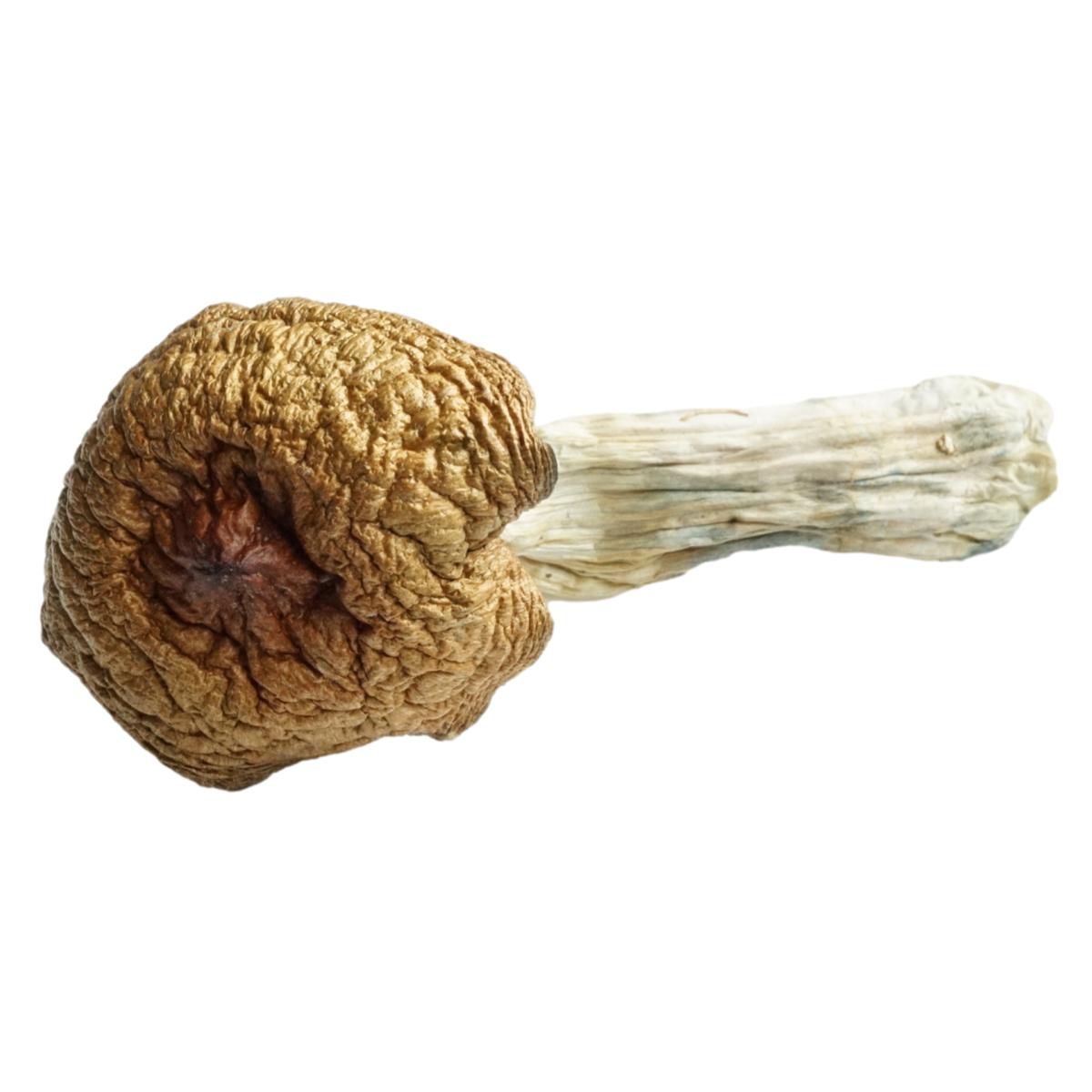Huautla Magic Mushrooms 1