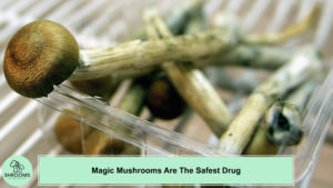 Magic Mushrooms Are The Safest Drug