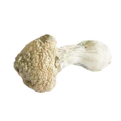 White Rabbit Mushrooms