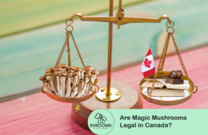 Are Magic Mushrooms Legal In Canada