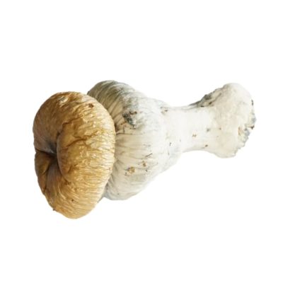 Trinity Penis Envy Magic Mushrooms