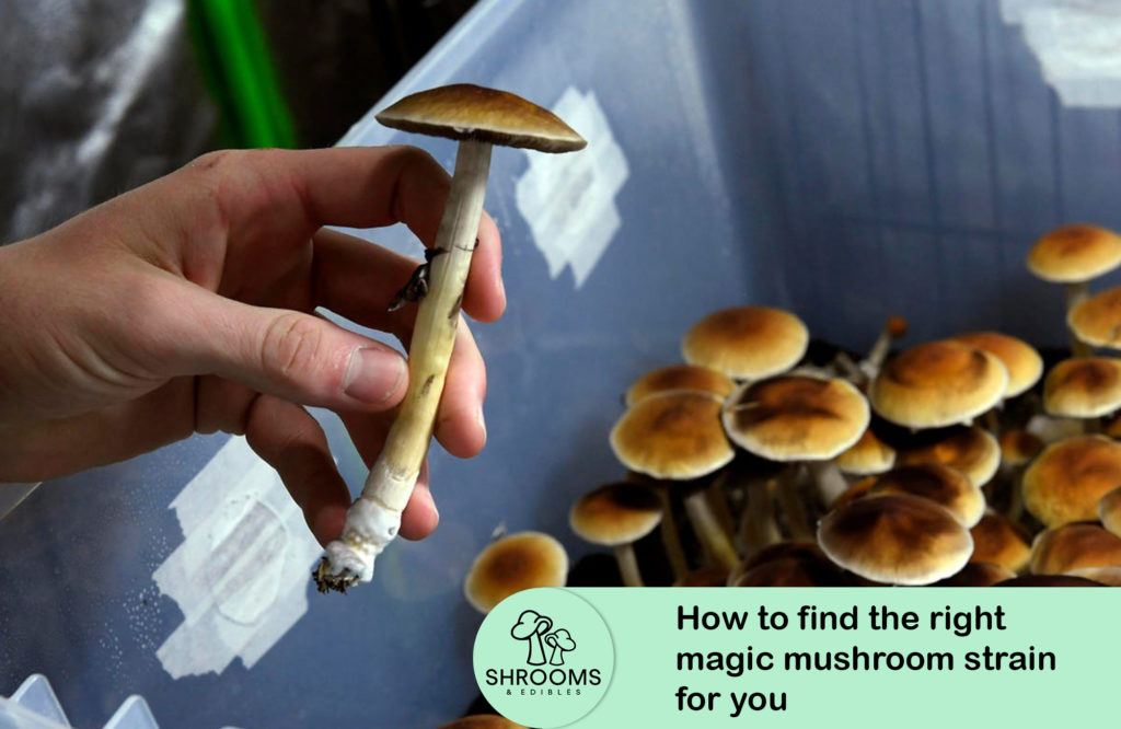 How To Find The Right Magic Mushroom Strain For You