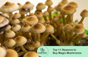 Top 11 Reasons To Buy Magic Mushrooms