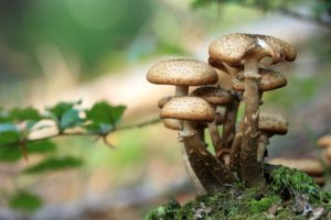 Magic Mushroom