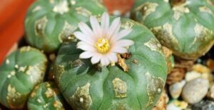 What Is Mescaline? Your Guide to This Desert Psychedelic