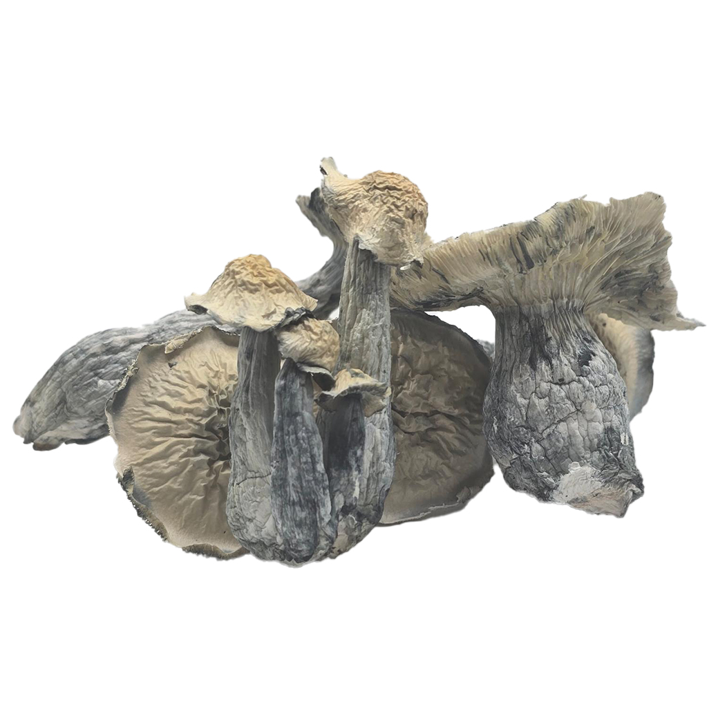 Albino Lucid Gate Mushroom