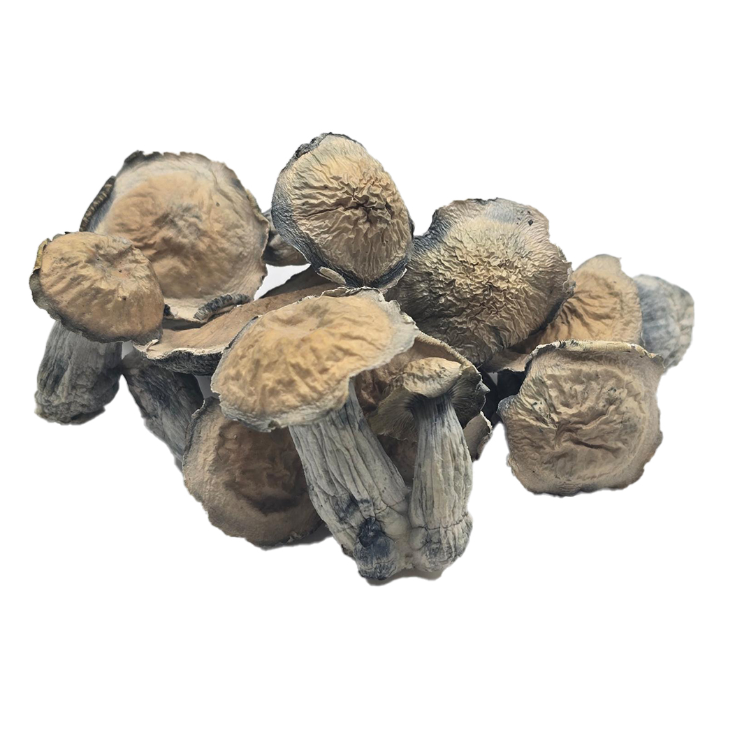 Makilla Gorilla Magic Mushrooms (Psilocybe Cubensis, Makilla Gorilla) is a cross between Melmac Penis Envy and APE (Albino Penis Envy). With such lineage this new strain is guaranteed to provide higher potency and deep experiences.