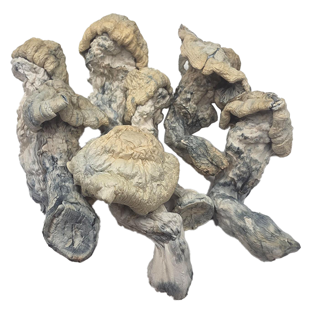 Falcor Mushroom