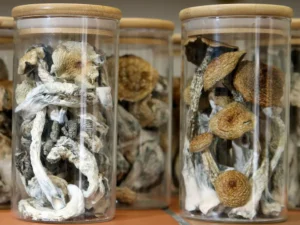 How to Store Magic Mushrooms for Maximum Potency