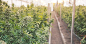 THC Edibles Dosage Chart: From Microdose to Heavy Hit