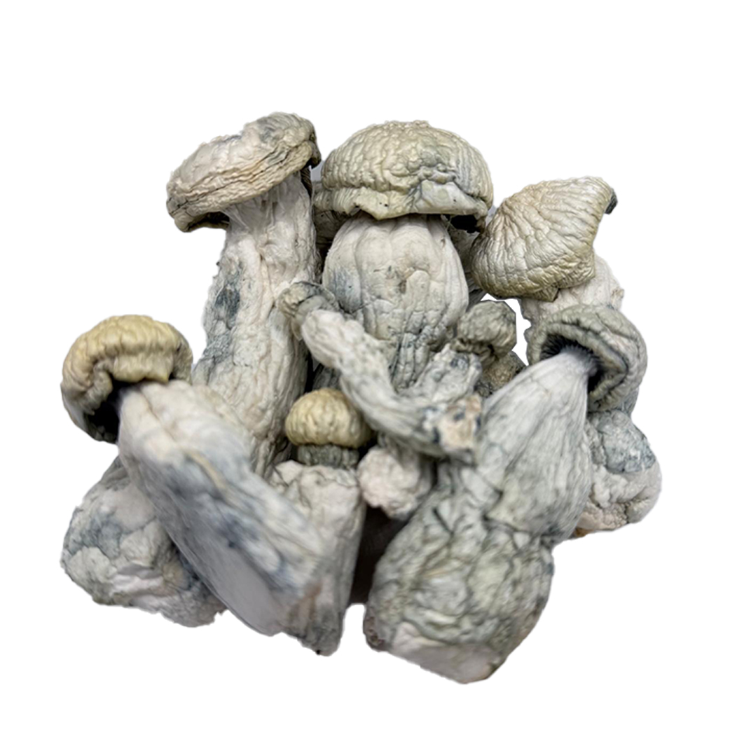 Albino Gumby Mushrooms