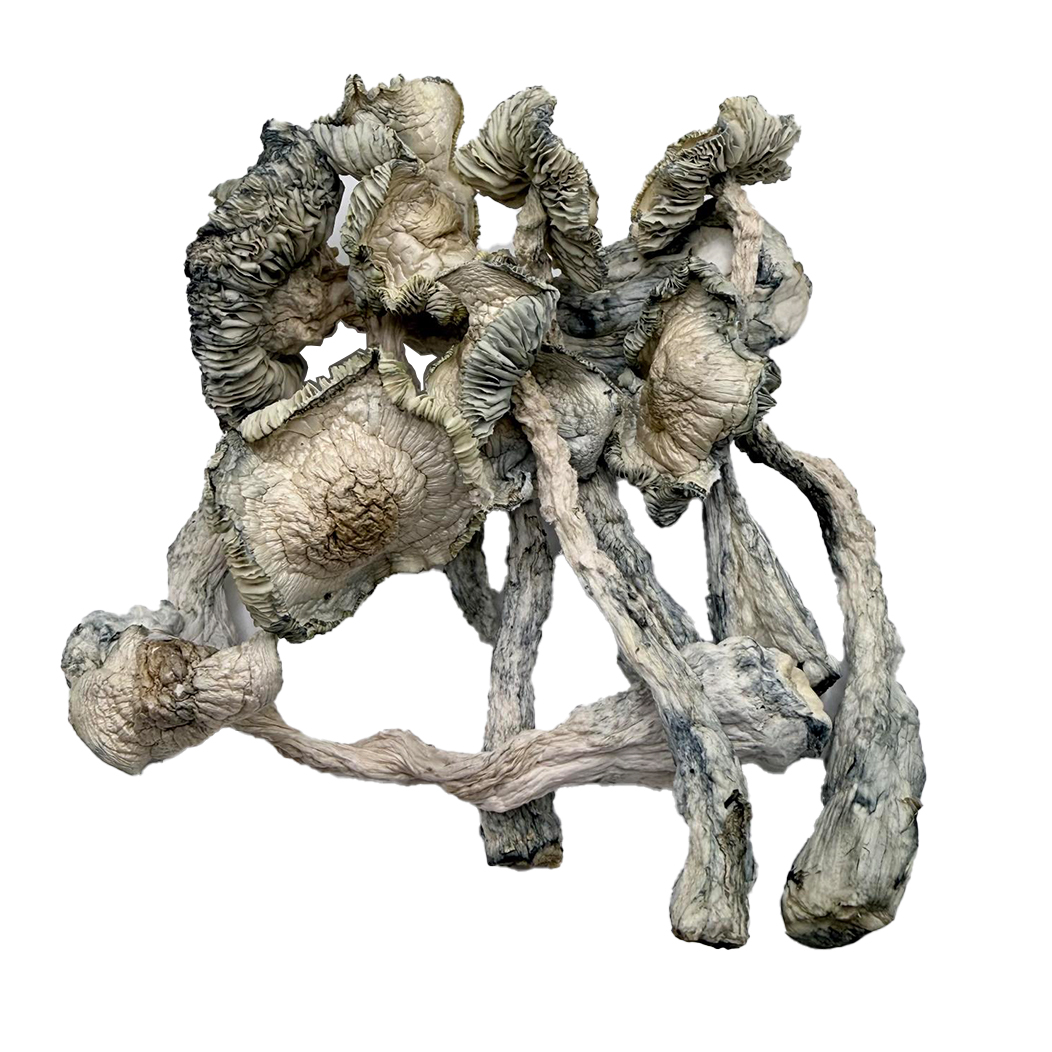 Jack Frost Mushrooms